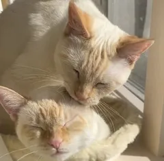 Dr. Jacobs's furry friends.