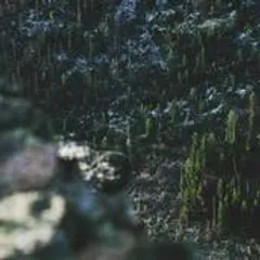 Test Image2