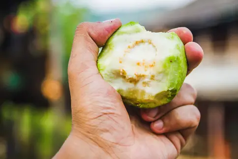 guava