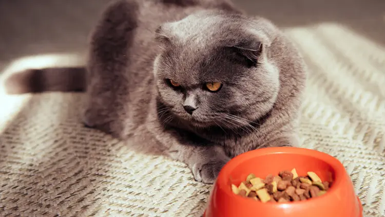 Finicky cat sitting by food bowl