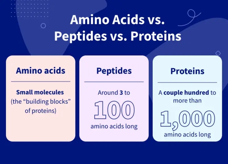 Peptides: Types, Health Benefits, and Uses