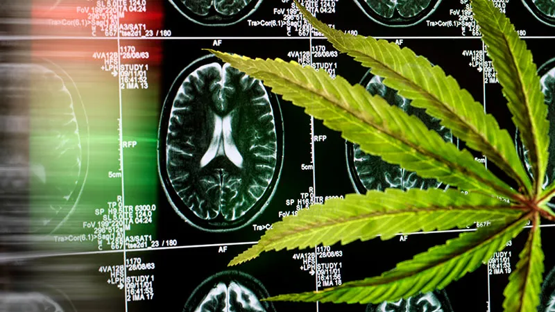 Medical Cannabis Shows Little Benefit for Insomnia in Adults