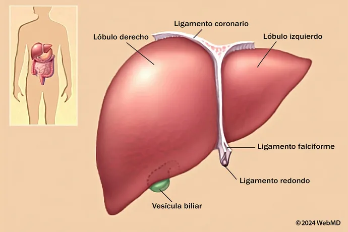 photo of liver