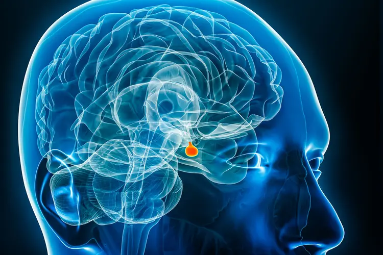 photo of pituitary gland anatomy