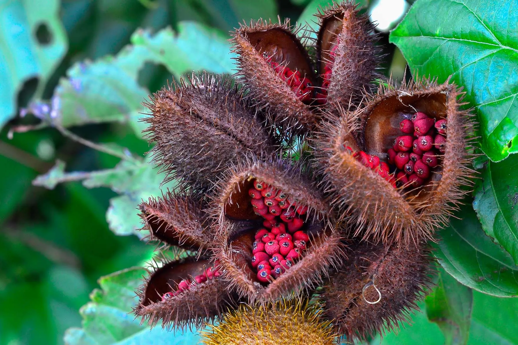 photo of annatto