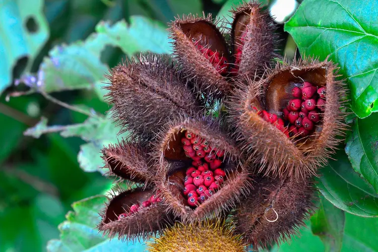 photo of annatto