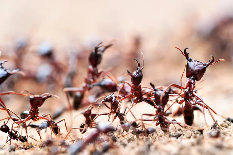 photo of ants