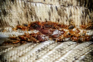 Bed bugs can live in hotels, apartments, furniture, cruise ships, buses, trains, and more. Photo credit: Dmitry Bezrukov/Dreamstime 