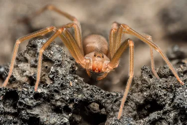 Brown recluse spiders are the most common brown spider in the United States. They can cause real trouble if they bite you, as they make harmful venom that can cause a painful sore at the site of the bite. It may cause even more severe symptoms in some people. (Photo Credit: iStock/Getty Images)