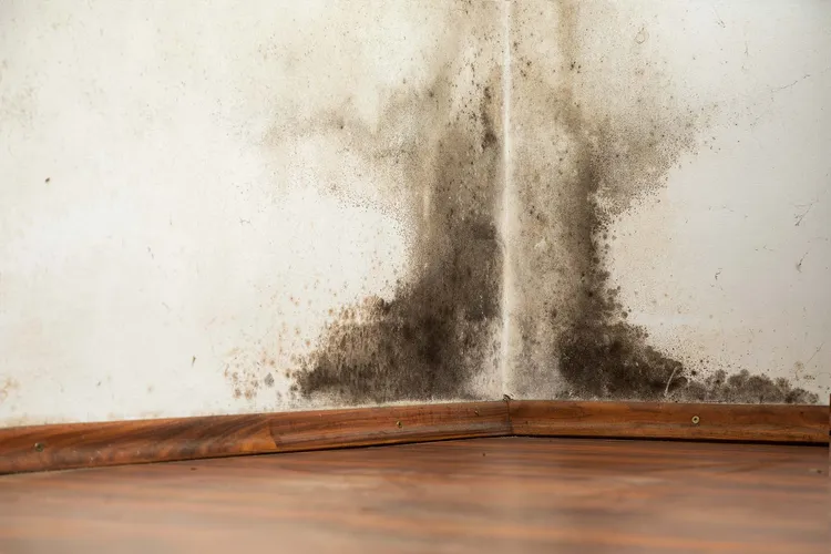 Black mold releases tiny spores into the air. You can't see them, but they can cause symptoms if you have a mold allergy. (Photo Credit: iStock/Getty Images)