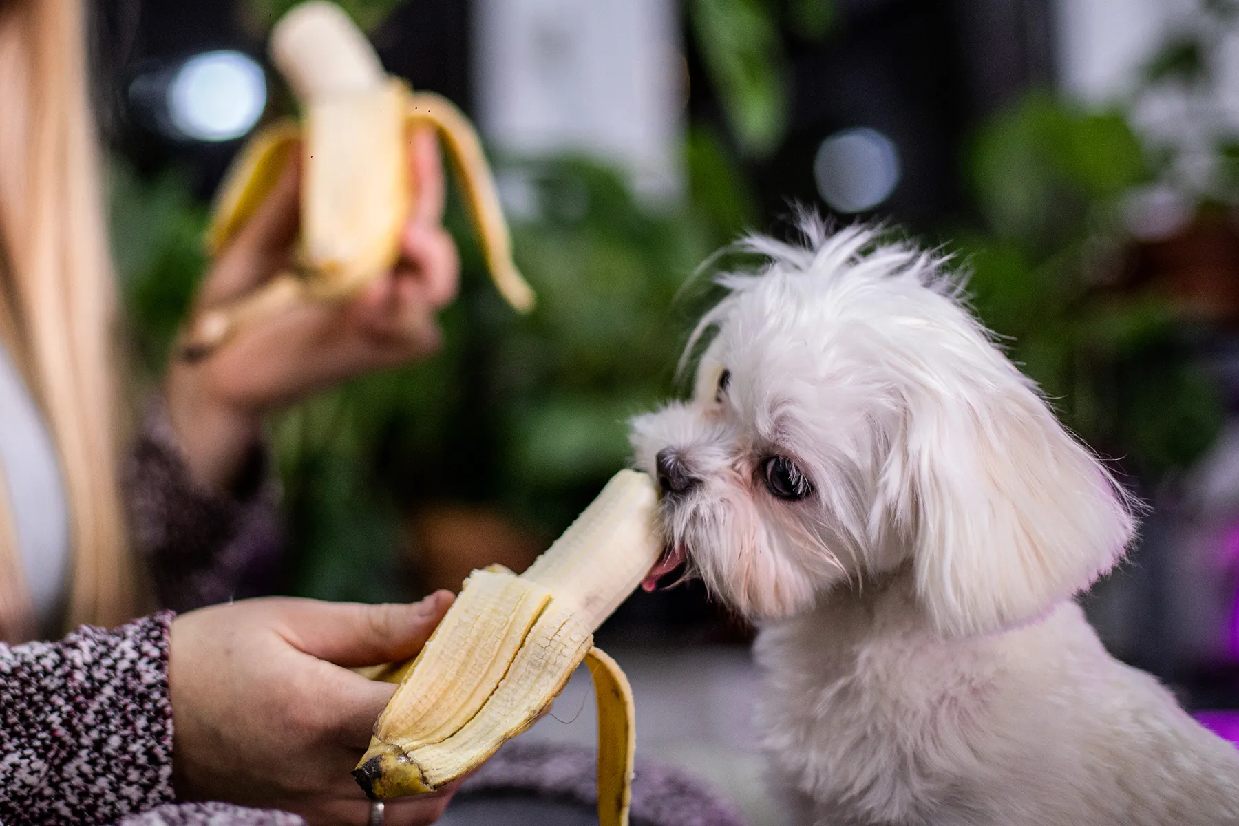 photo of puppy eating banana