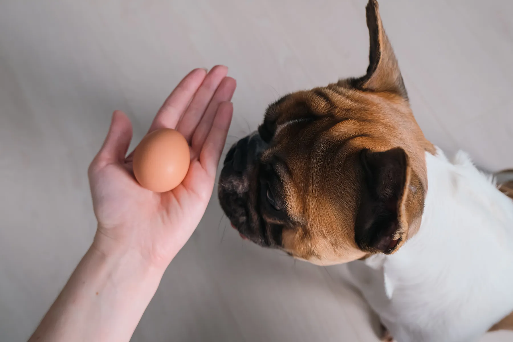 photo of dog looking at dog