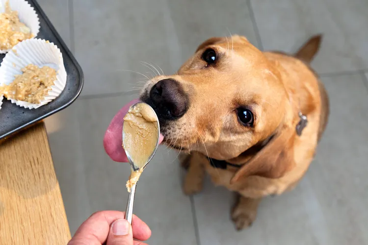 photo of dog licking peanut butter