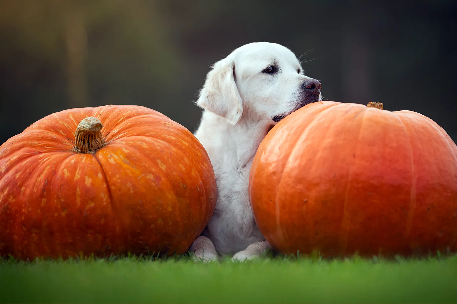 photo of young dog in pumpkin field