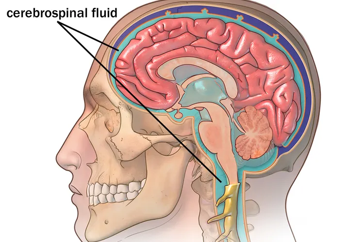 illustration of cerebrospinal fluid