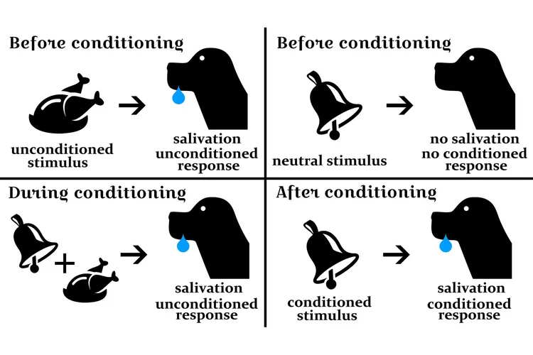 photo of Classical conditioning 