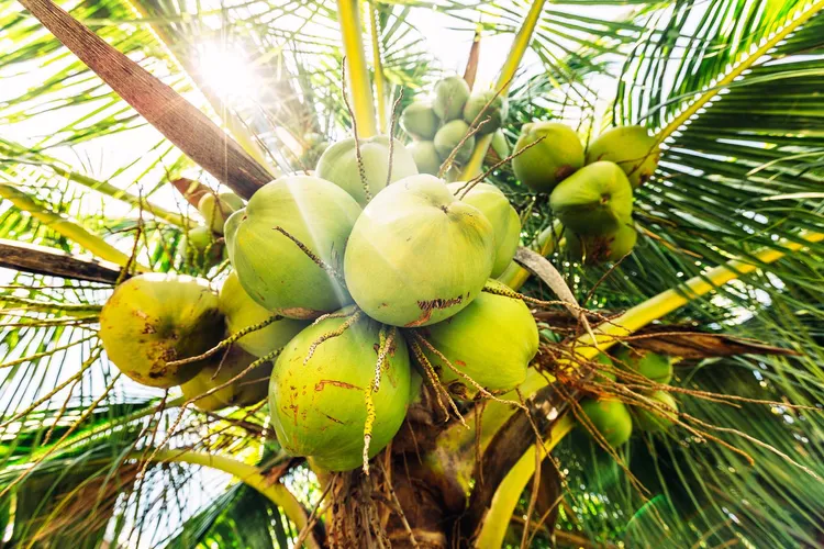 photo of green coconuts