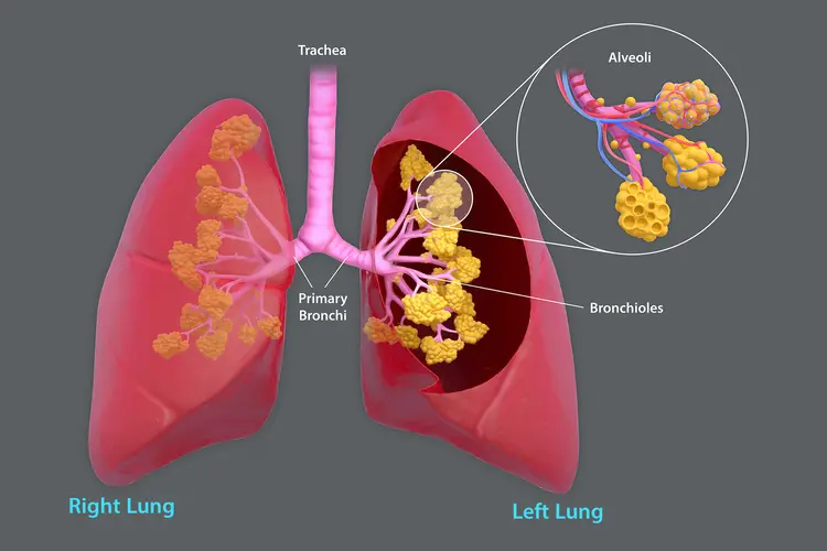 illustration of human lung anatomy