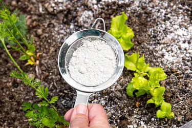 Most claims about diatomaceous earth's health benefits are unproven. But it works to fight insects in the garden. (Photo credit: iStock/Getty Images) 