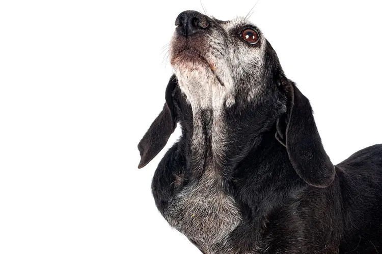 photo of Brown Dachshund