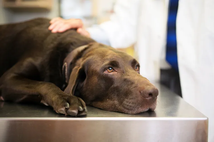 photo of veterinarian examining Labrador Retriever