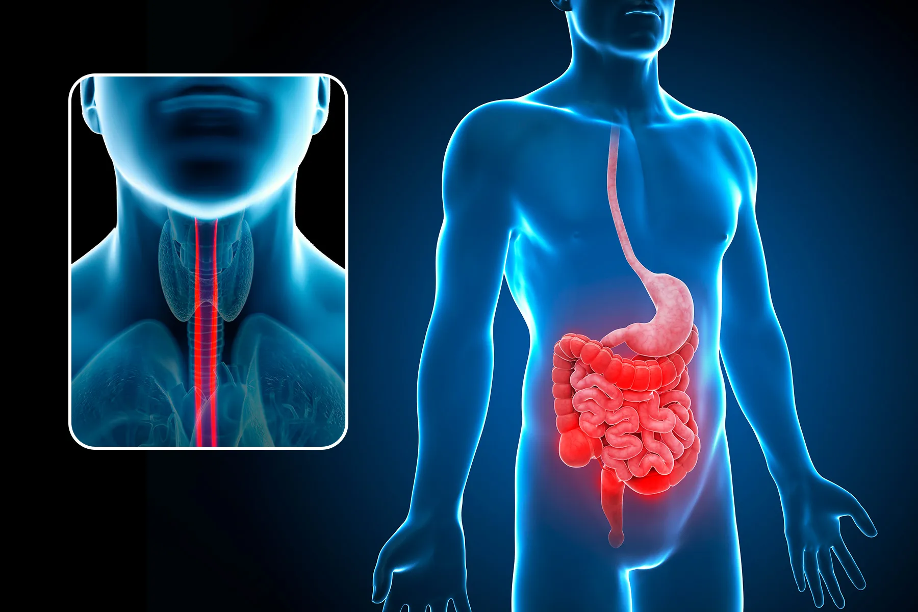 photo of esophagus and digestive tract