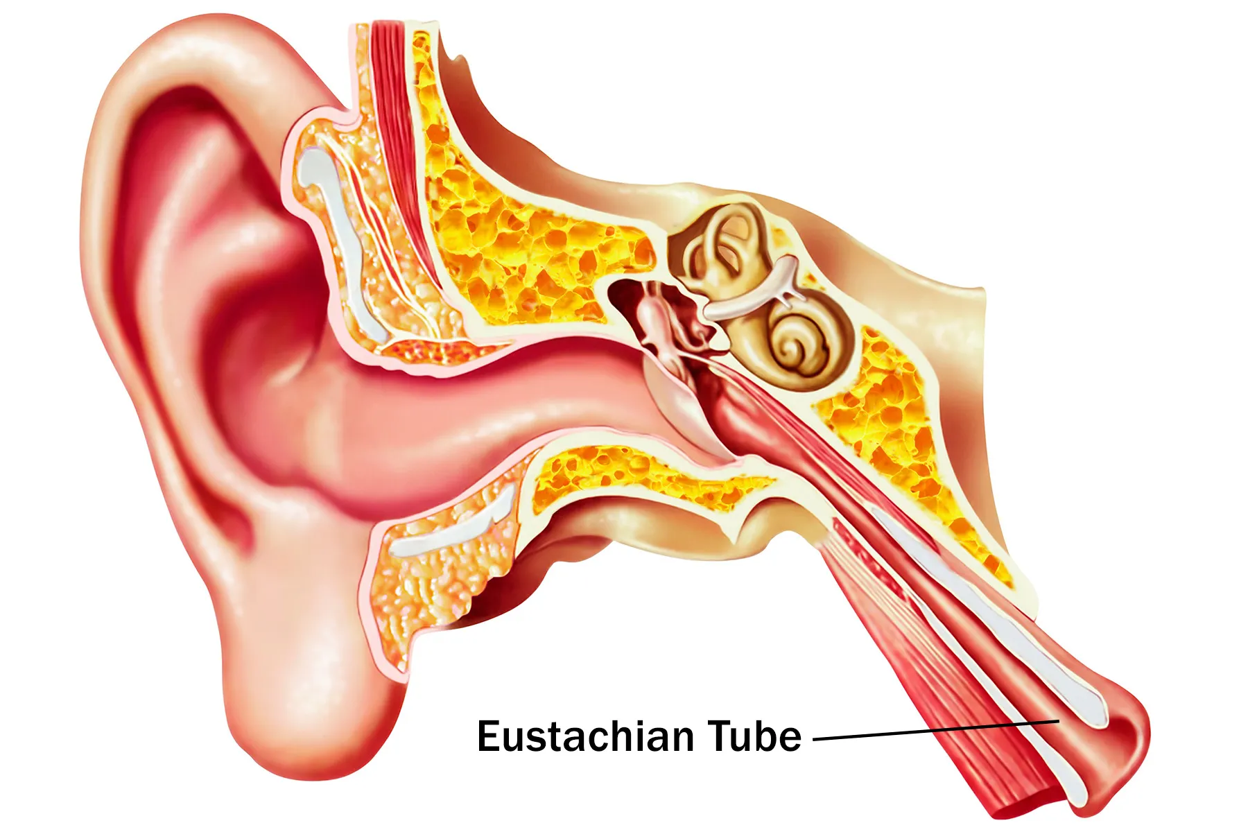 Eustachian Tubes What They Are And Why They Are Important