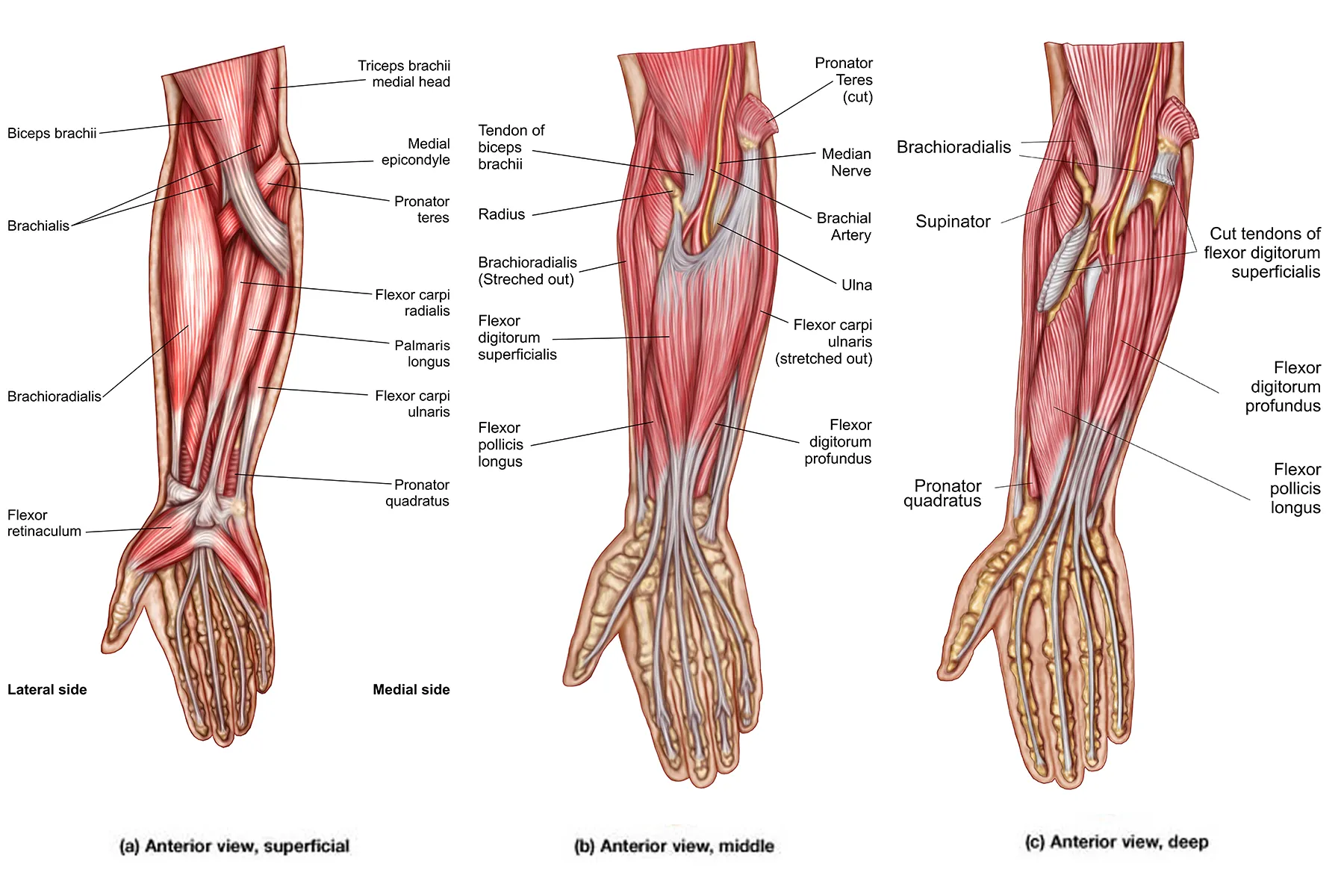 photo of Anatomy of human forearm muscles