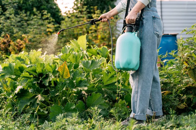 photo of woman spraying plants with chemicals