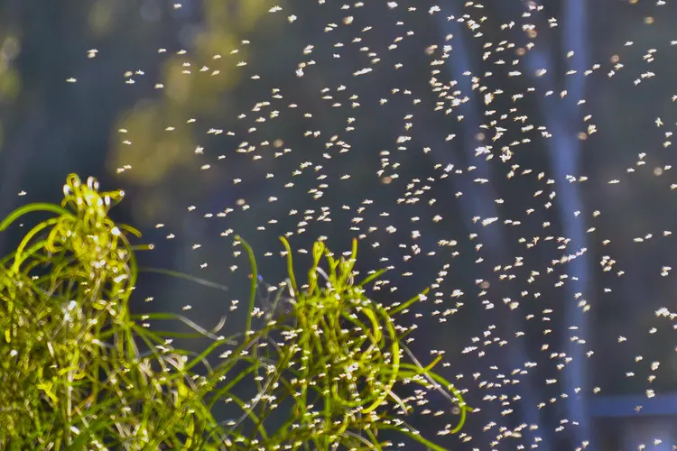 photo of cloud of gnats