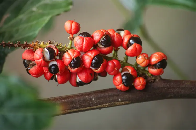 photo of The guarana fruit's