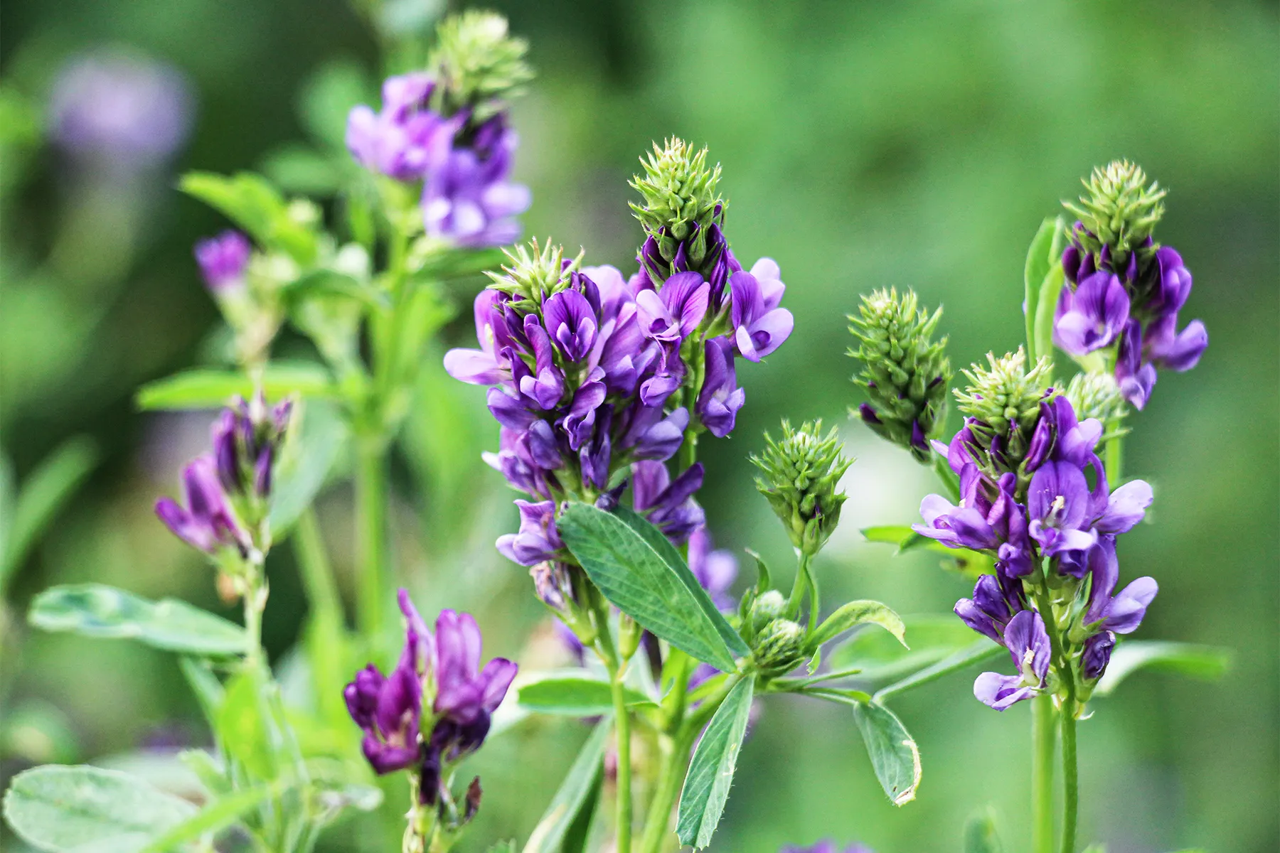 photo of field is blooming alfalfa