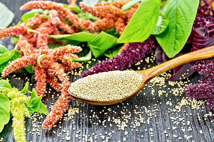 photo of Amaranth