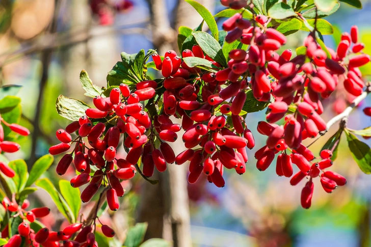 Use With Caution: Berberine Use With Caution: Berberine
