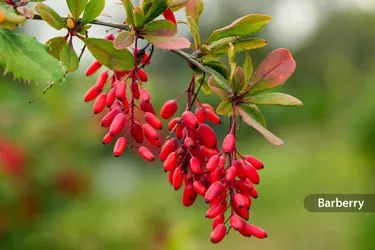 Barberry is one of many plants that contain the compound berberine. People have been using it for thousands of years to treat various conditions. (Photo Credit: iStock/Getty Images)