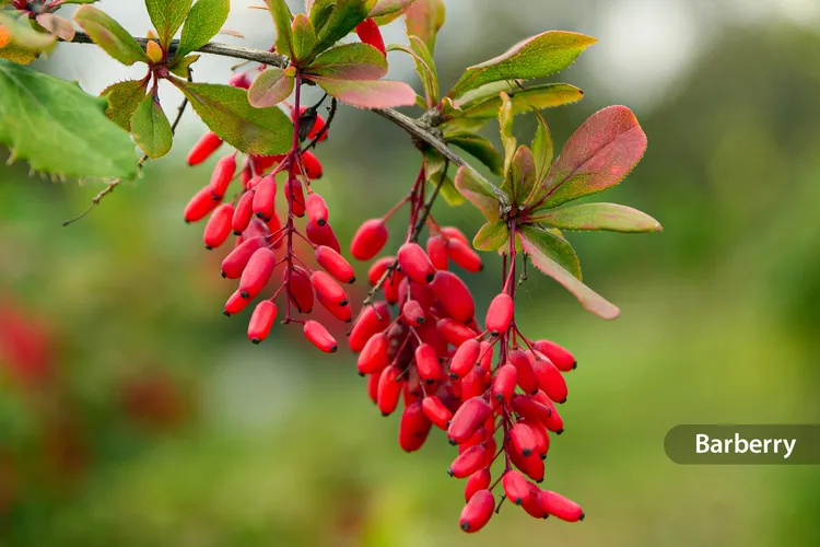 photo of barberry