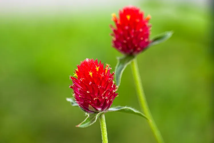 photo of wild red clover