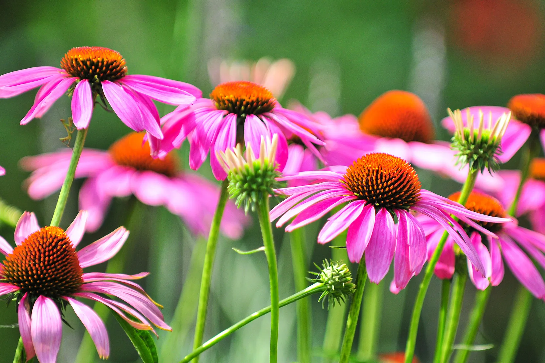 photo of Echinacea flower