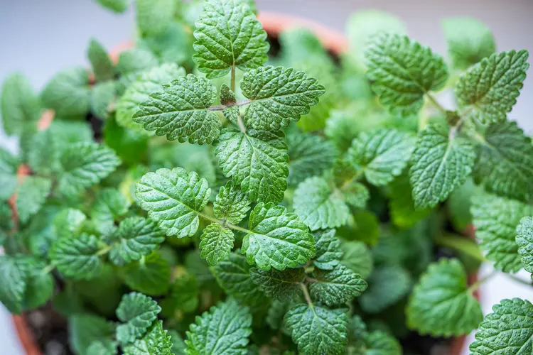 photo of Lemon balm herb in terracotta pot