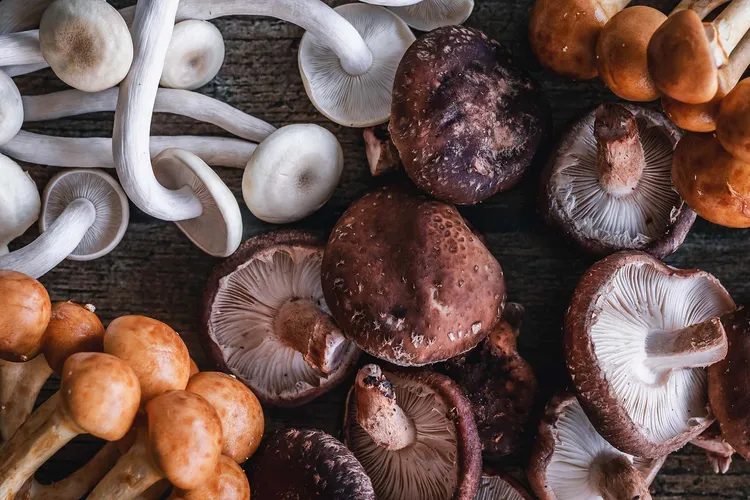 photo of mushroom varieties