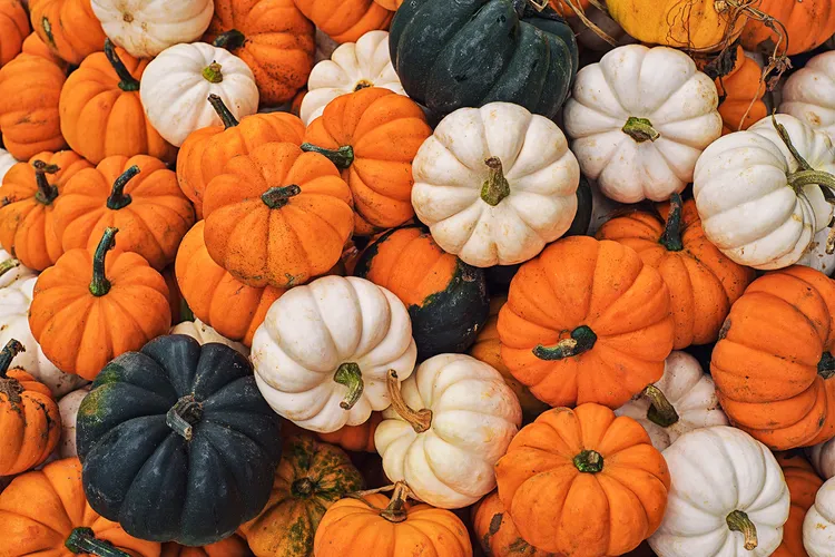 photo of colorful mini pumpkins