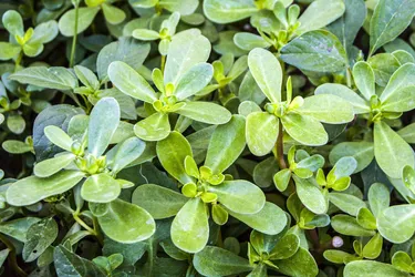 Common weed or nutritional powerhouse? Some research shows that purslane has more nutrients than some vegetables. (Credit: iStock/Getty Images) 