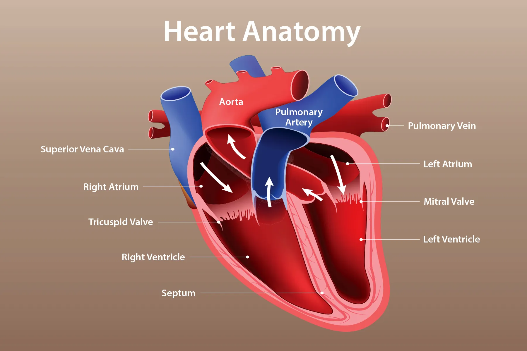 illustration of heart anatomy