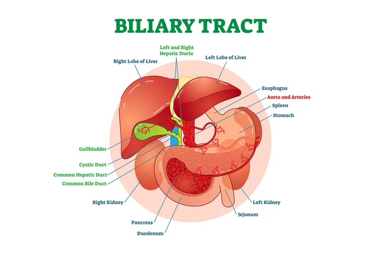 photo of Biliary tract medical vector illustration