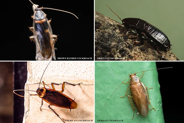 photo of types if Cockroaches