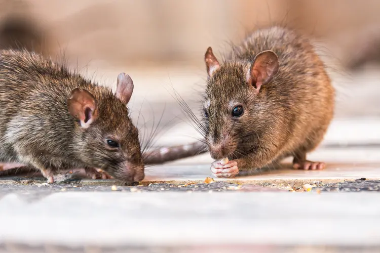 photo of Rats eating seeds 
