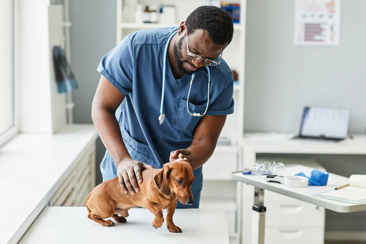 photo of Vet with dog