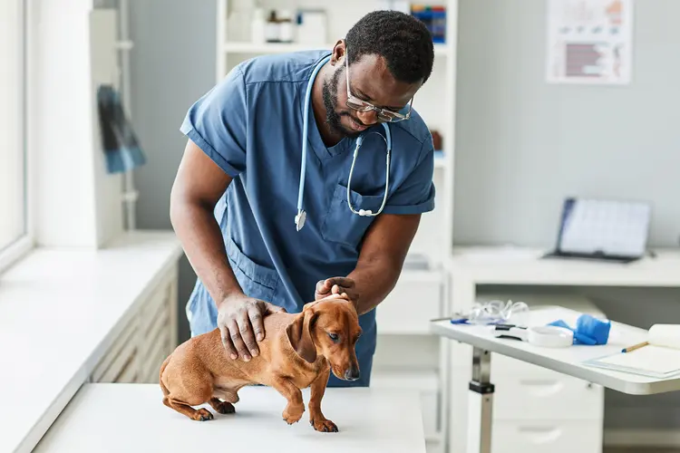 Veterinary Cancer Specialist