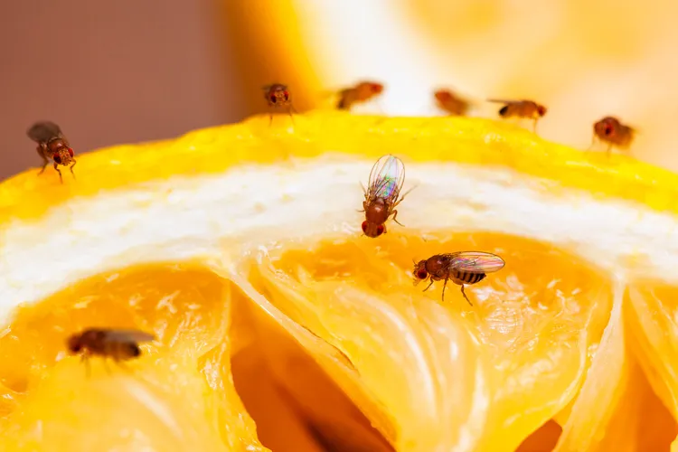 photo of Fruit flies on squeezed lemon slice