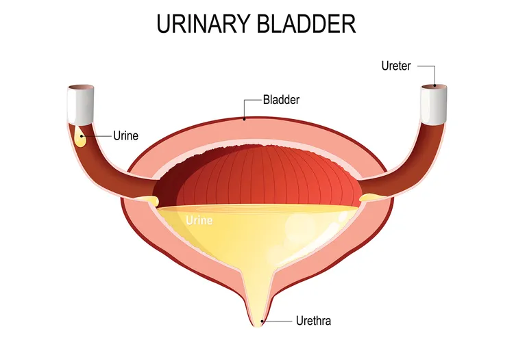 photo of Urinary bladder with urine.